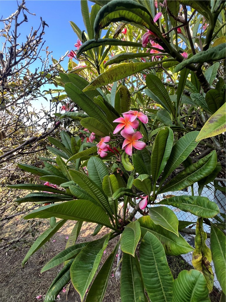 MLS #DW25271826 image #4