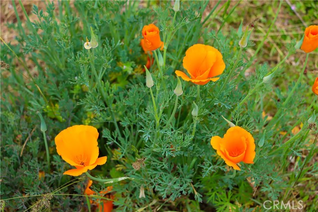 MLS #FR25084985 image #29