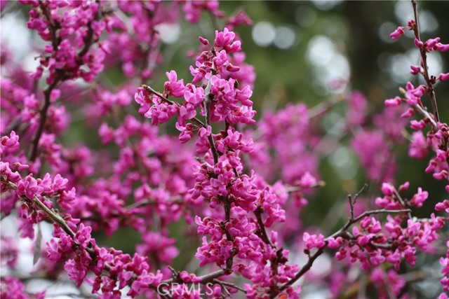 MLS #FR25084985 image #39