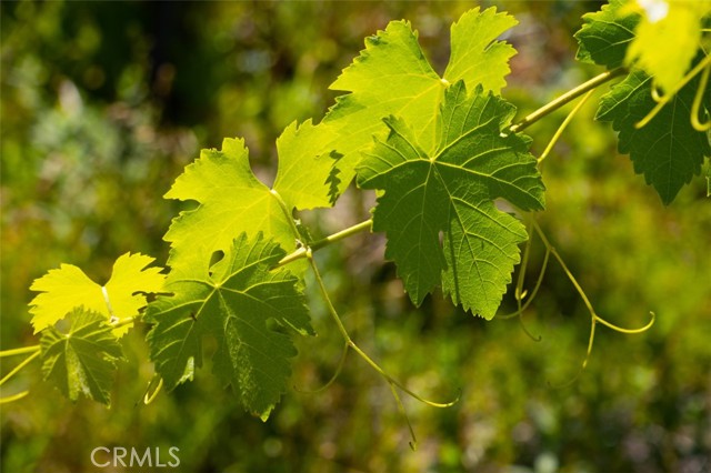 MLS #FR25134105 image #55