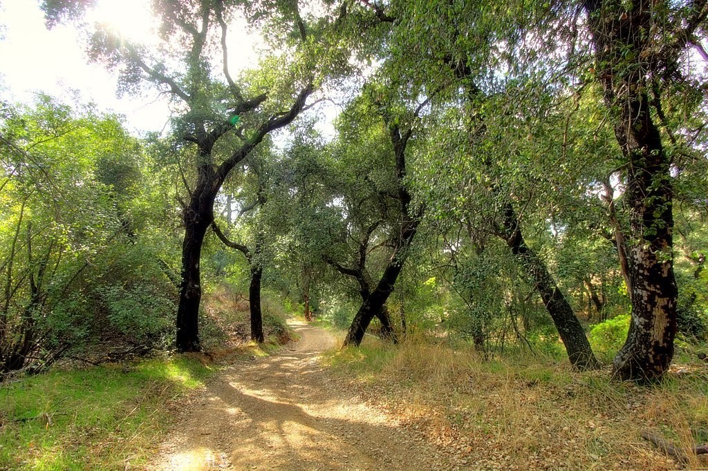 MLS #IG25034145 image #62