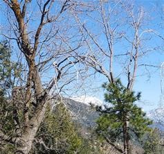 MLS #IG25081270 image #9