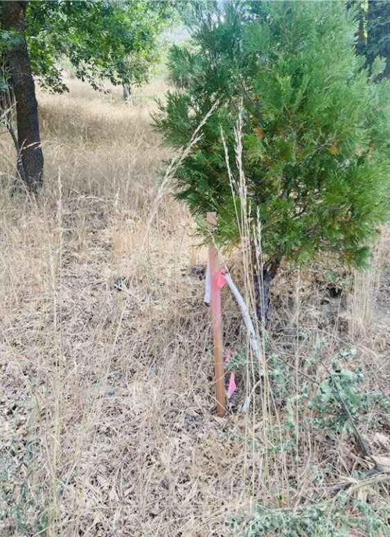 MLS #IG25140526 image #10