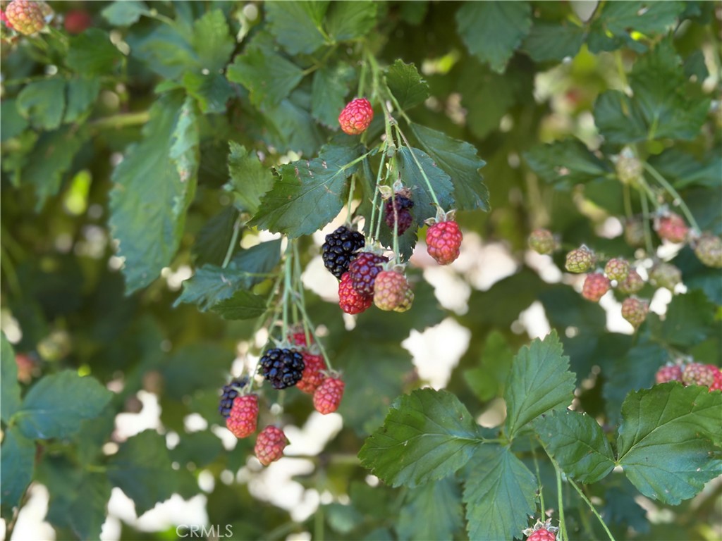 MLS #IG25239013 image #44