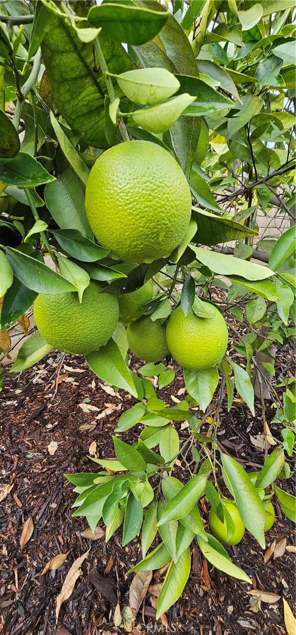 MLS #IG25244197 image #39