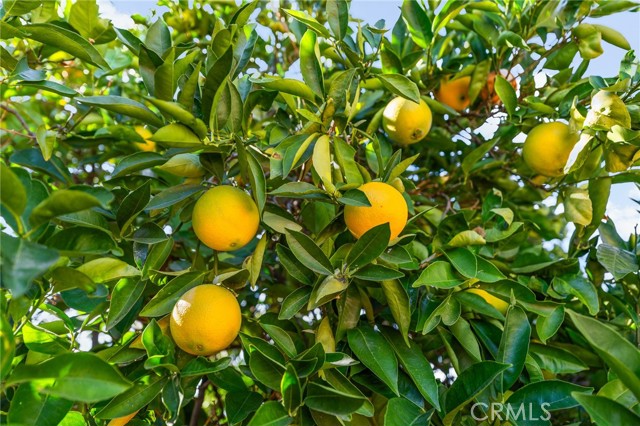 MLS #IG25247510 image #54