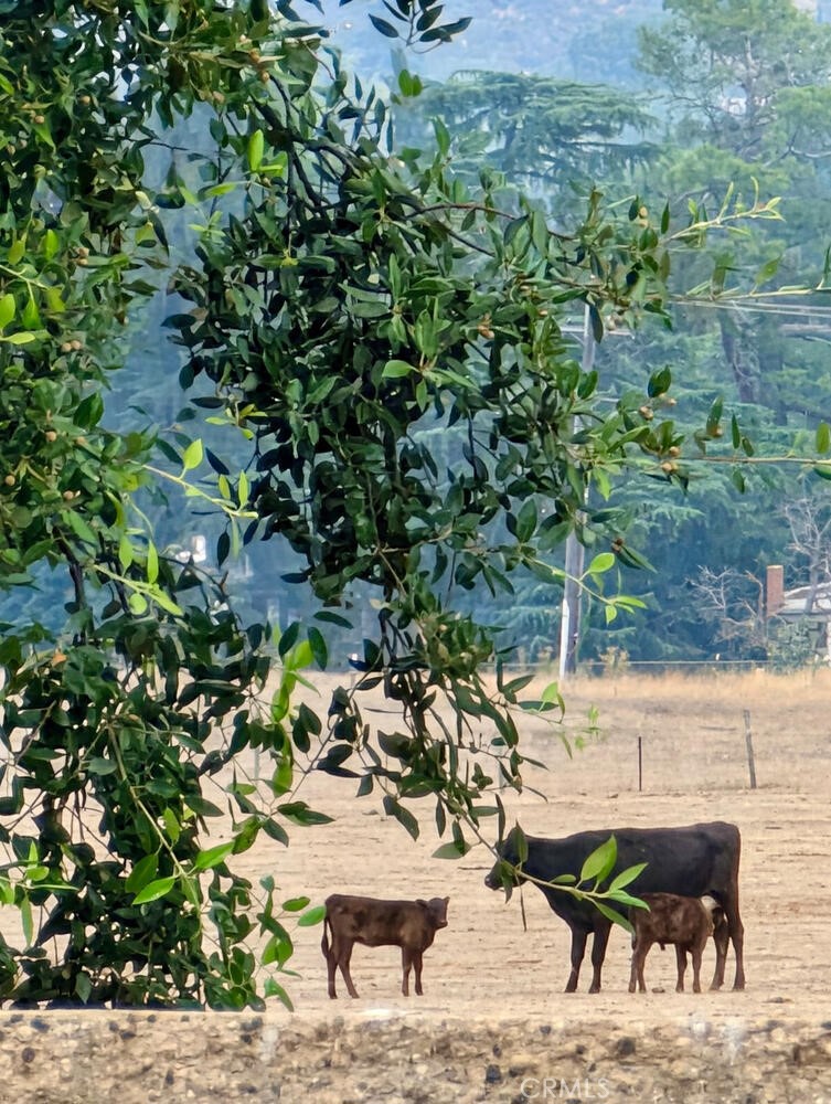 MLS #IG25259539 image #60