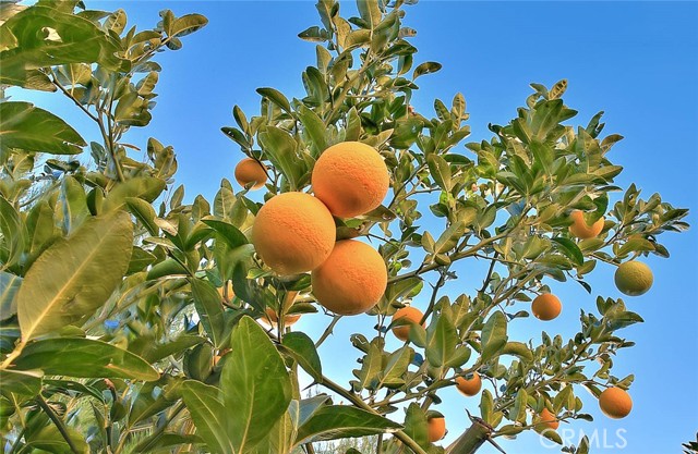 MLS #IG25261145 image #55