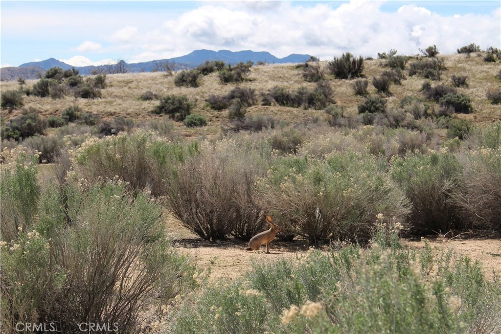 MLS #IV25020965 image #1