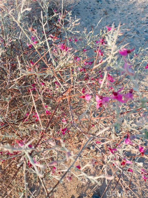 MLS #IV25154810 image #2