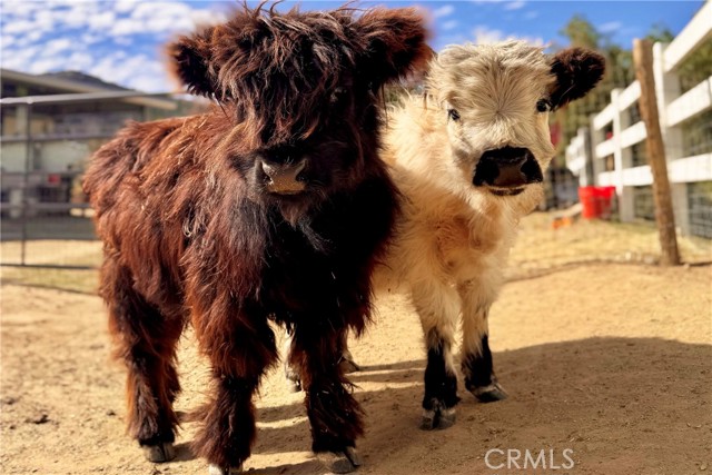 MLS #IV25182741 image #12