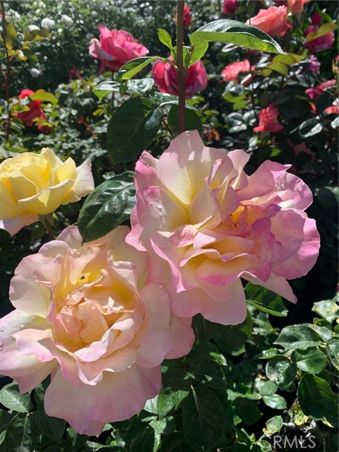 MLS #IV25224571 image #60