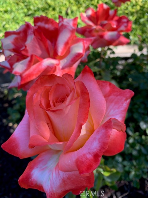 MLS #IV25224571 image #61