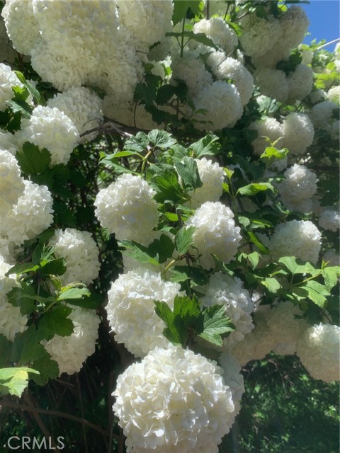 MLS #IV25224571 image #68