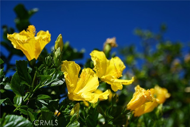 MLS #IV25245175 image #35