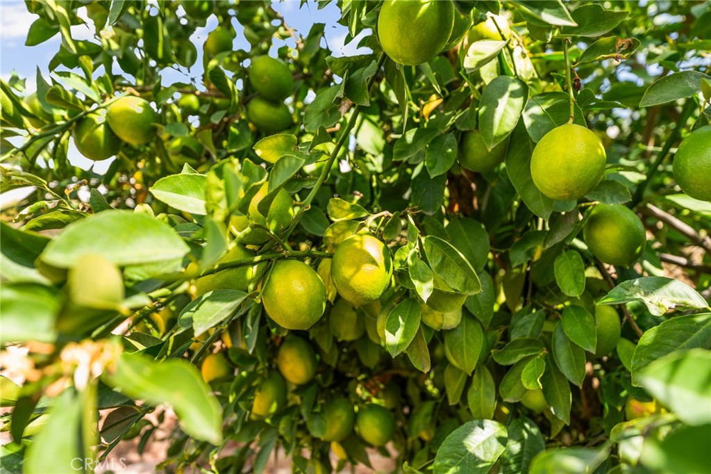 MLS #IV25255327 image #33