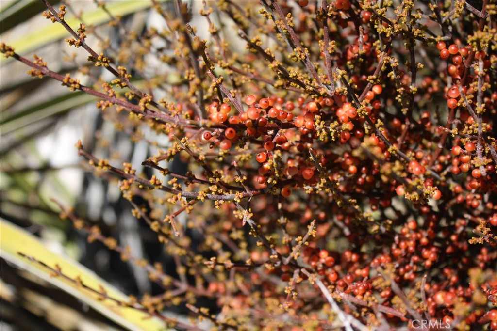 MLS #JT25038167 image #14