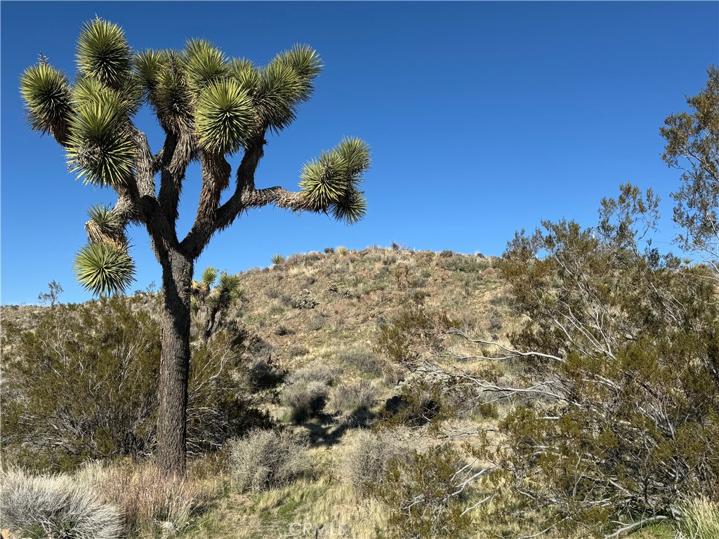 MLS #JT25038167 image #15