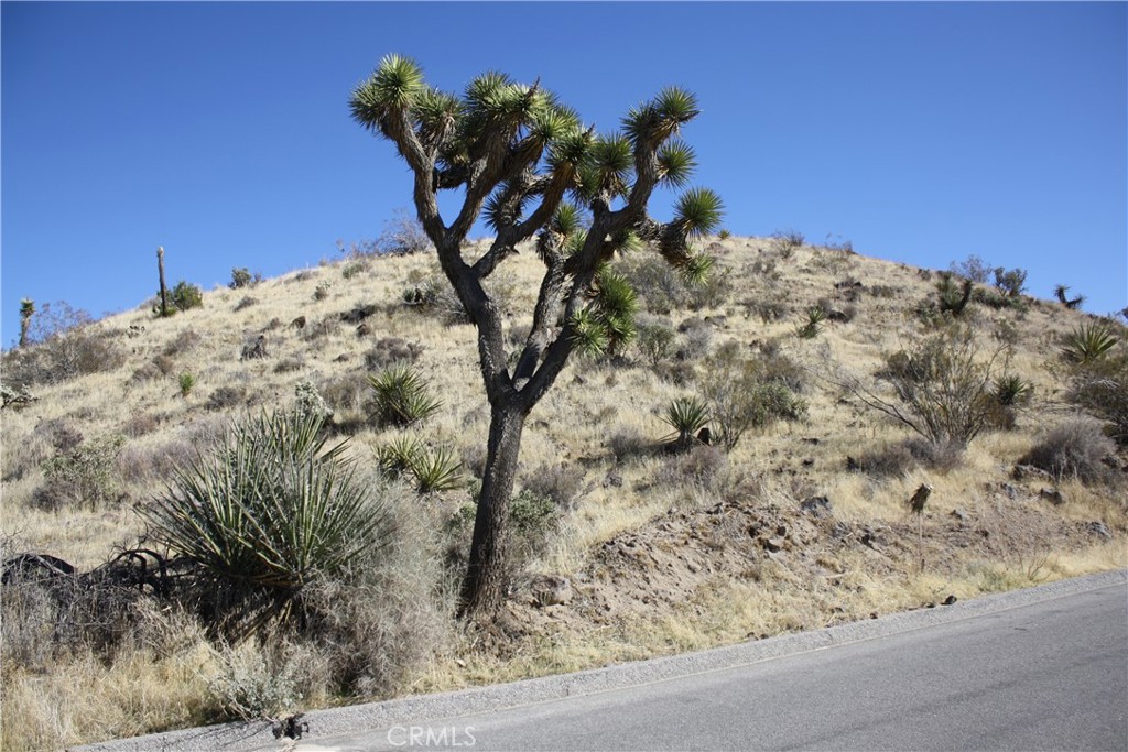 MLS #JT25038167 image #3