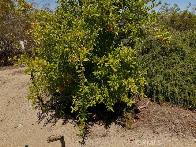 MLS #JT25119353 image #36