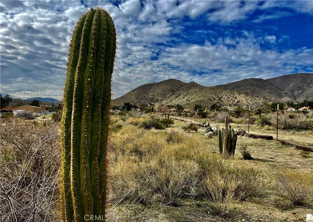 MLS #JT25153669 image #4