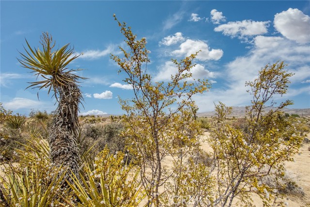 MLS #JT25183392 image #4