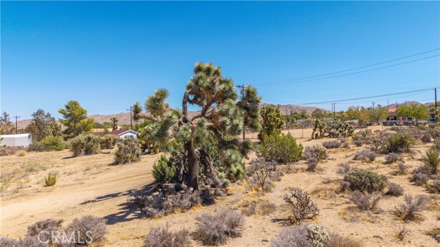 MLS #JT25216098 image #4