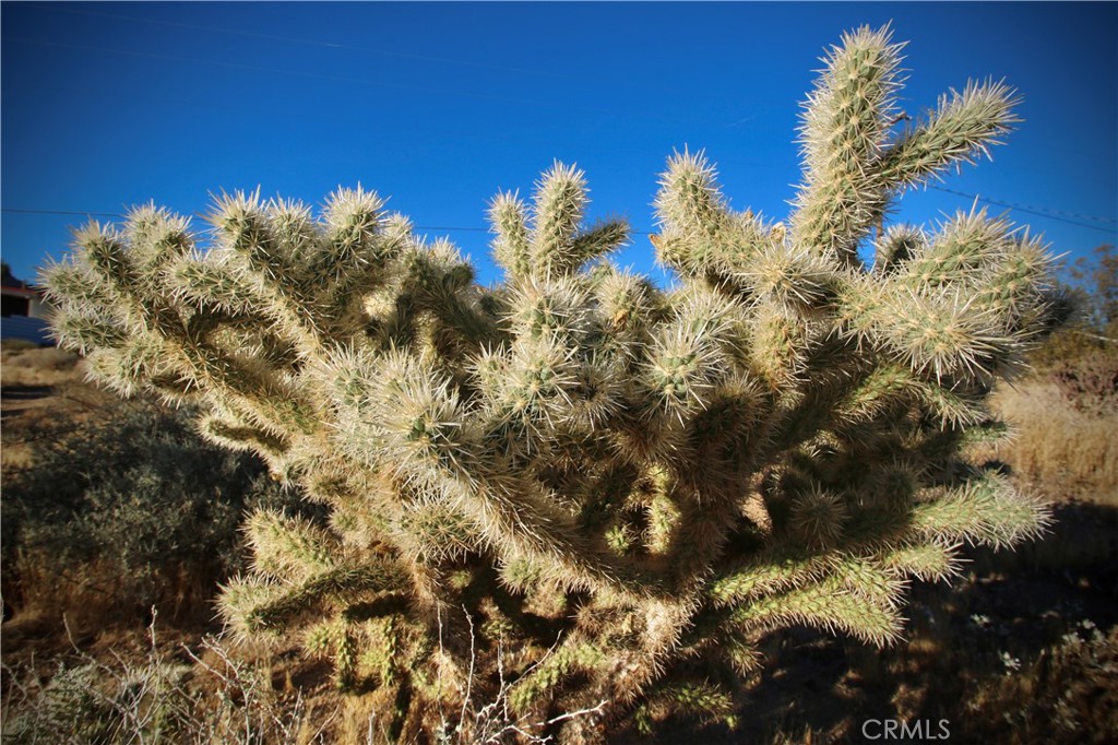 MLS #JT25246936 image #16