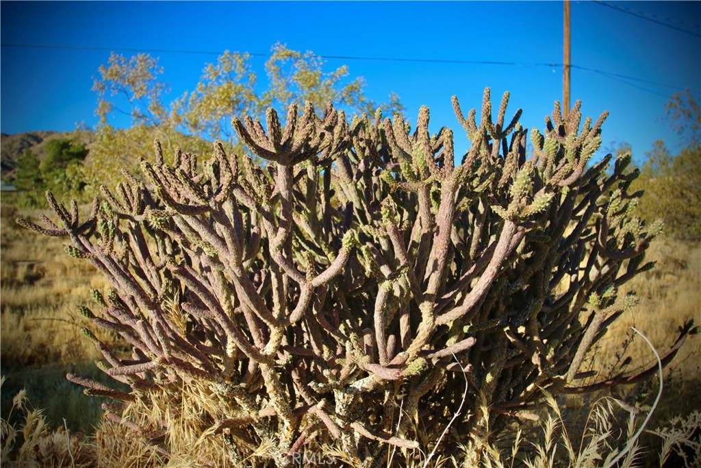 MLS #JT25246936 image #17