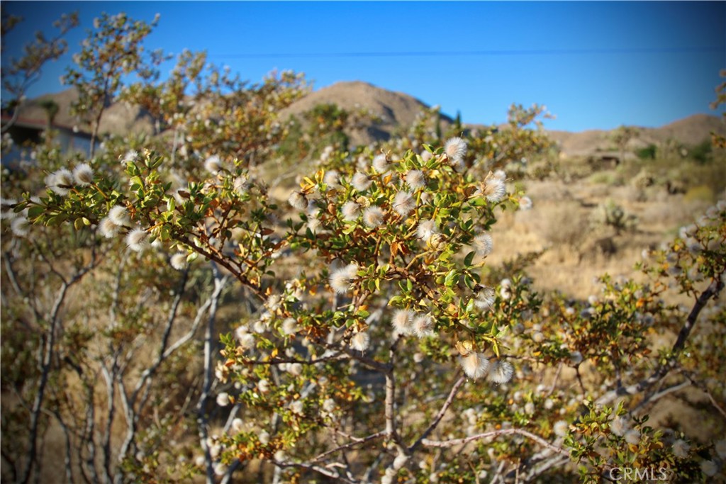 MLS #JT25246936 image #18