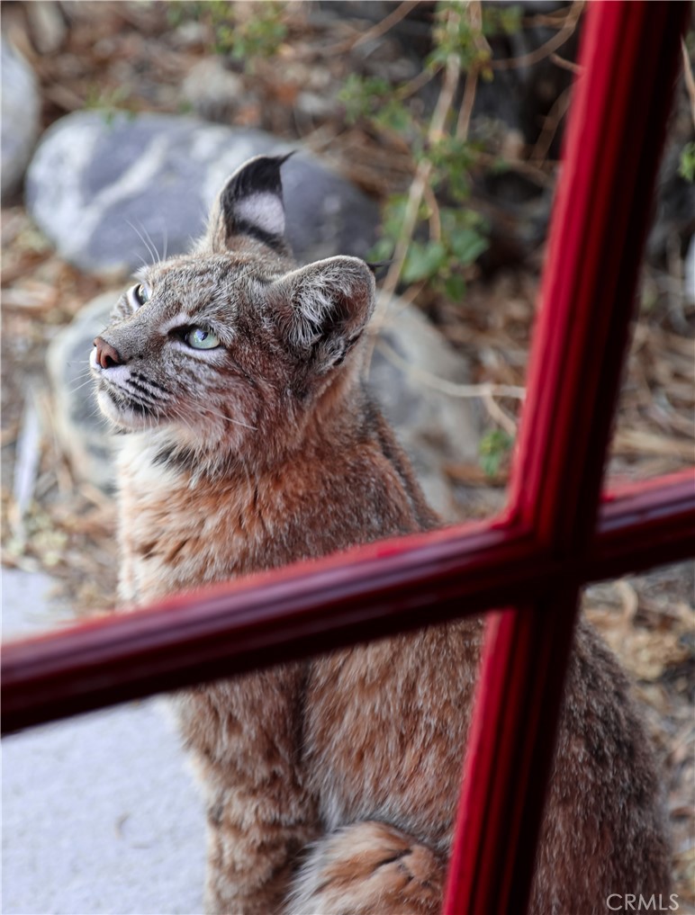 MLS #JT25257030 image #18