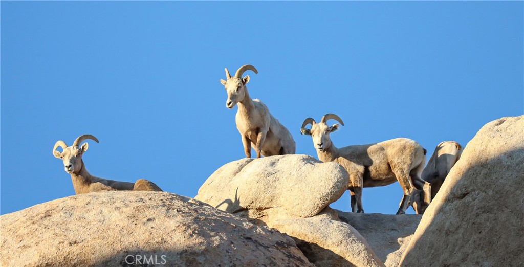 MLS #JT25257030 image #3