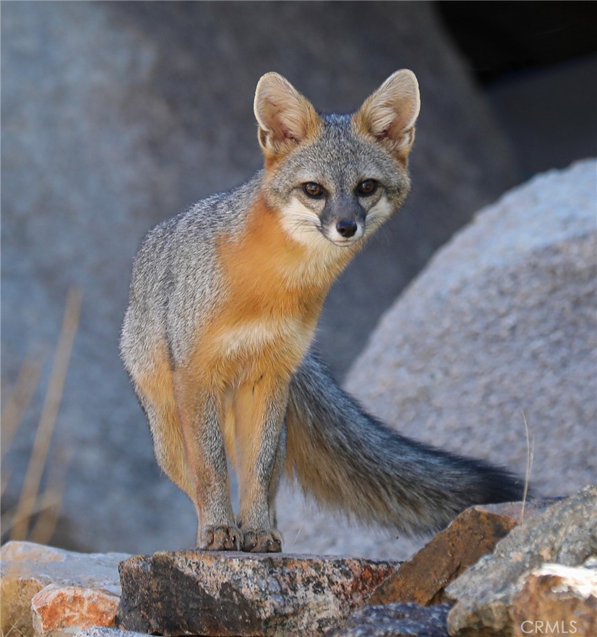 MLS #JT25257030 image #38