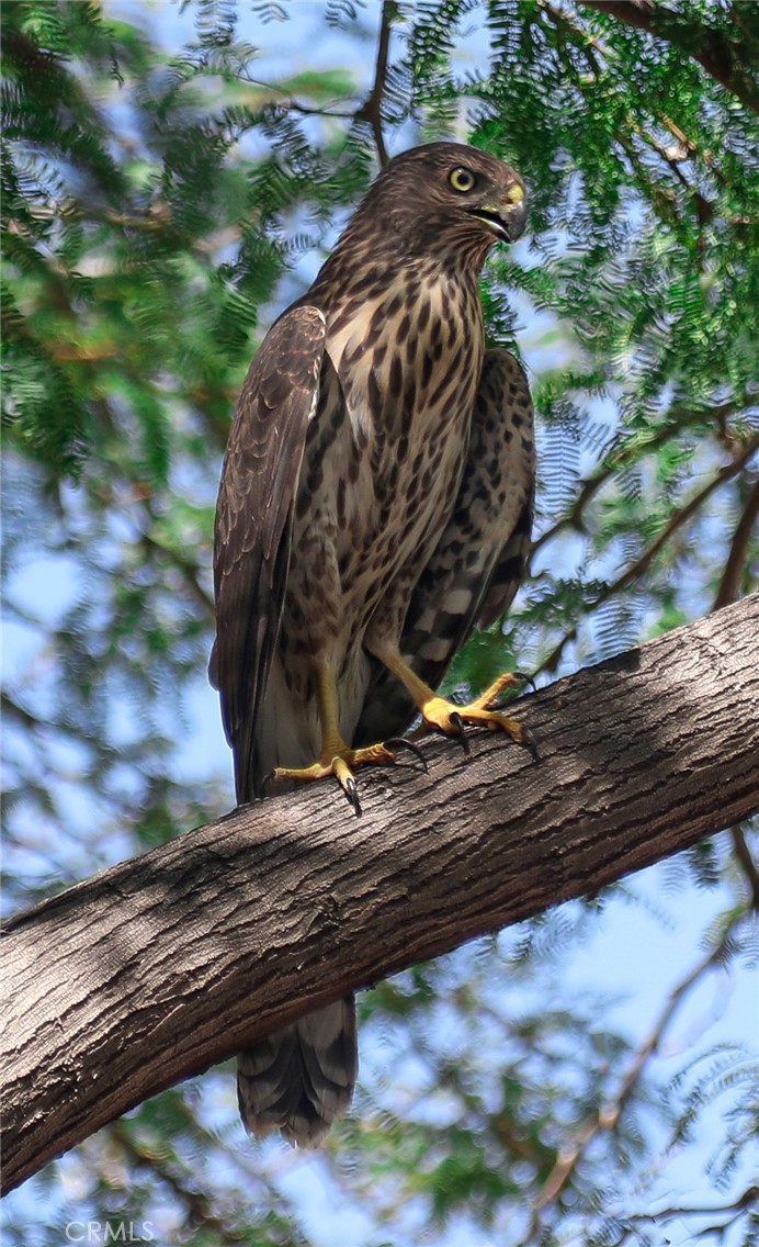 MLS #JT25257030 image #40