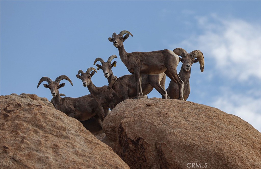 MLS #JT25257030 image #42