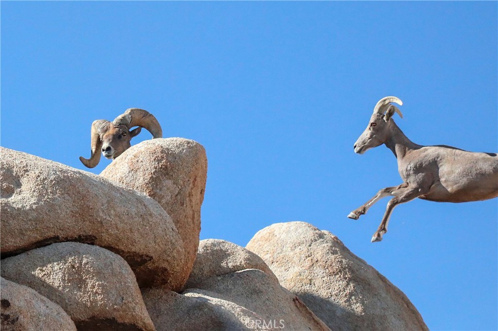 MLS #JT25257030 image #44