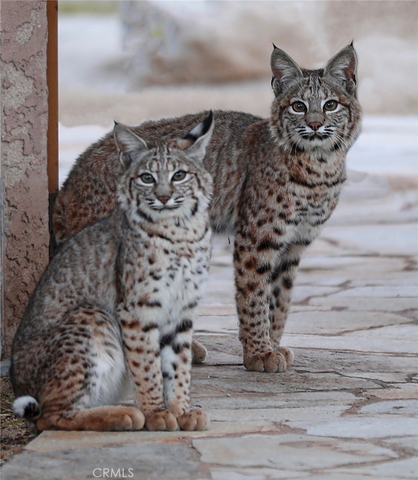 MLS #JT25257030 image #51