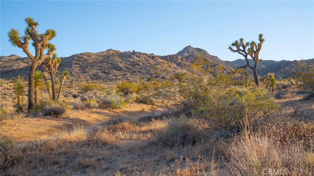 MLS #JT25267732 image #6