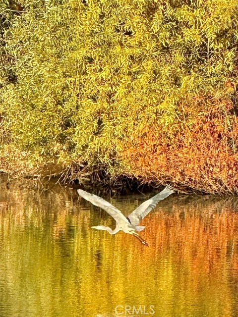 MLS #LC25018117 image #34