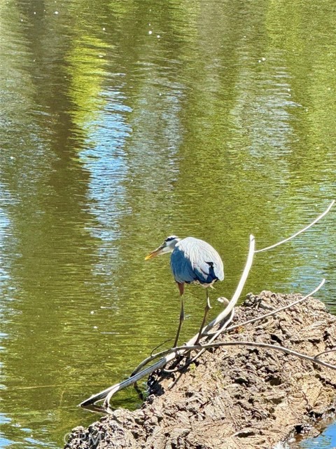 MLS #LC25018117 image #7