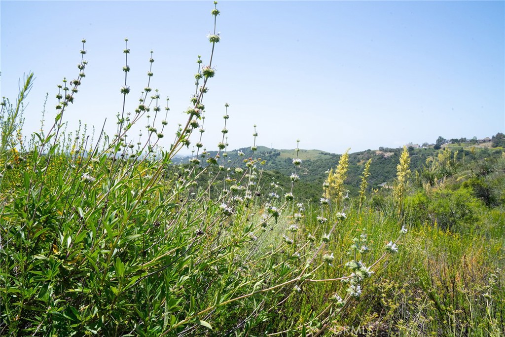 MLS #LG25099439 image #34