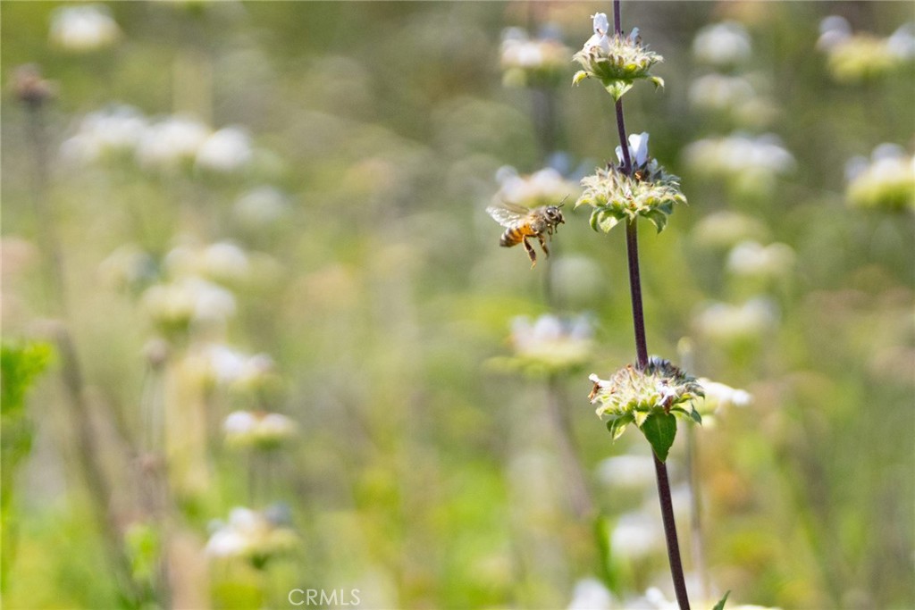 MLS #LG25099439 image #37