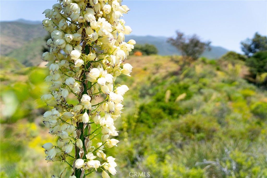 MLS #LG25099439 image #38