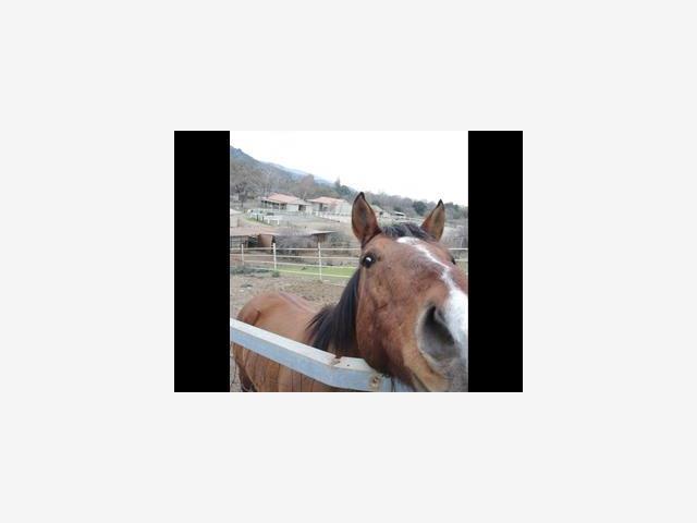 MLS #ML81446760 image #13