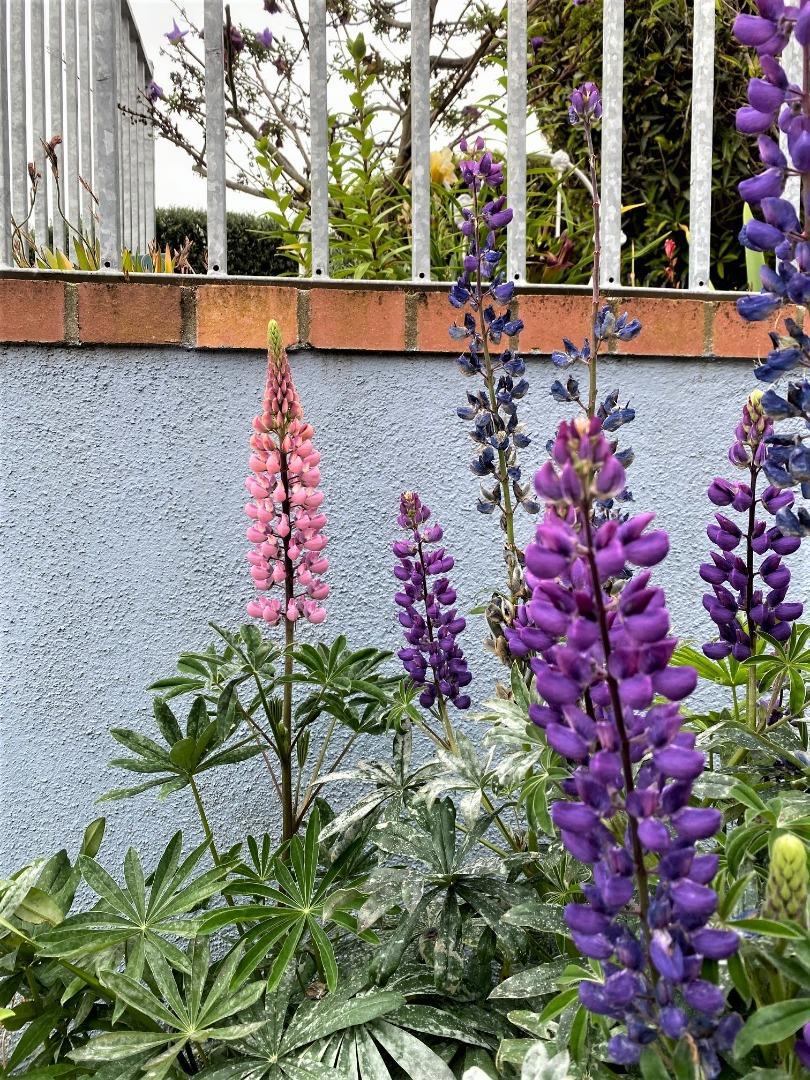 MLS #ML81936945 image #25