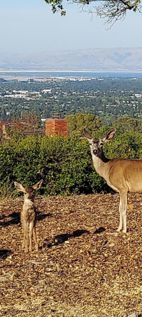 MLS #ML81964107 image #35