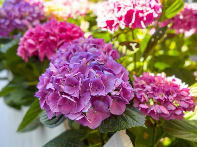 MLS #ML81972532 image #13