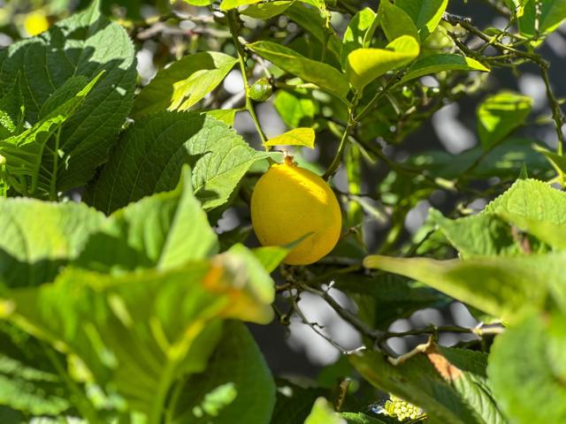 MLS #ML81972532 image #33