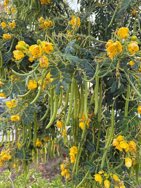 MLS #ML82010663 image #31