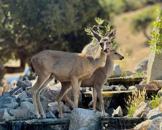 MLS #ML82013281 image #41